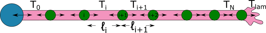 Schematic of a 1D vertex model with dynamical rest length and chemomechanical couplings.