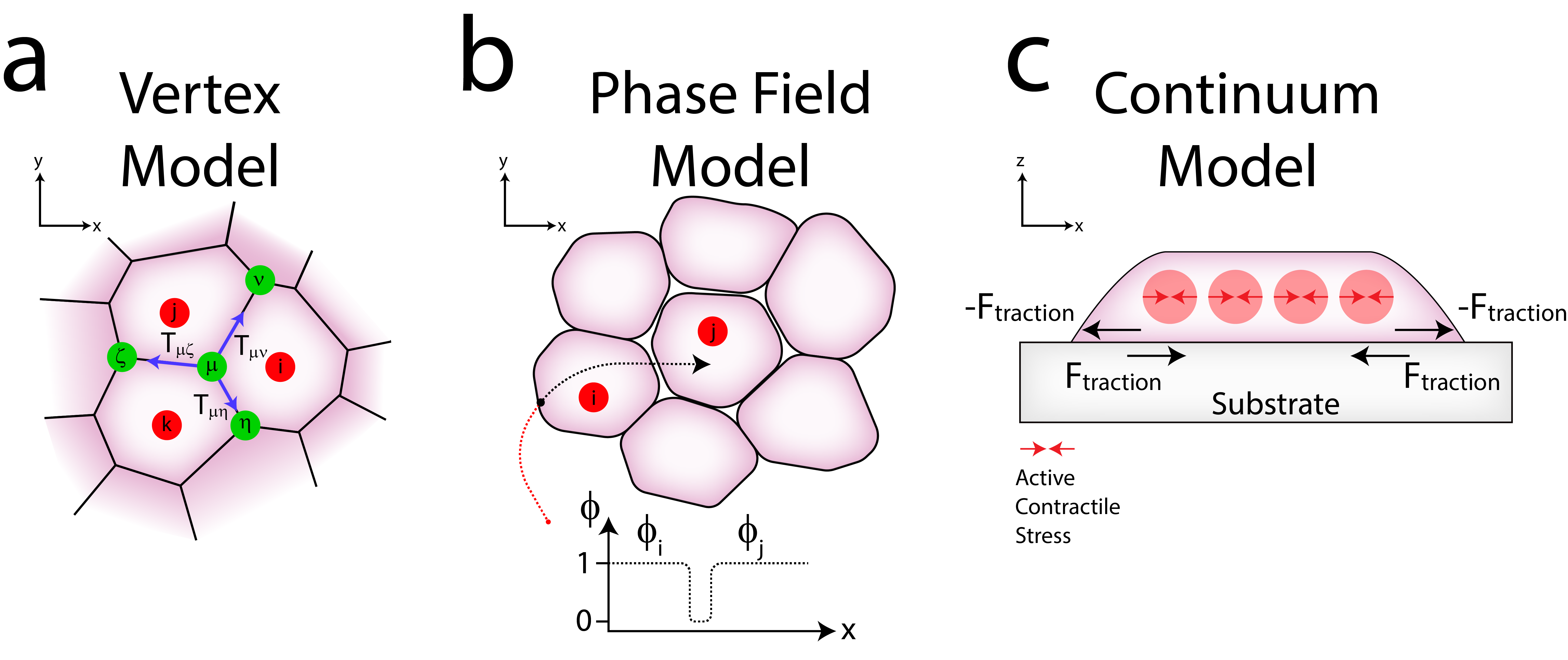 Image with three subinages, a is a sketch of vertex model, b is a sketch of the phase field model and c is a sketch of continuum model.