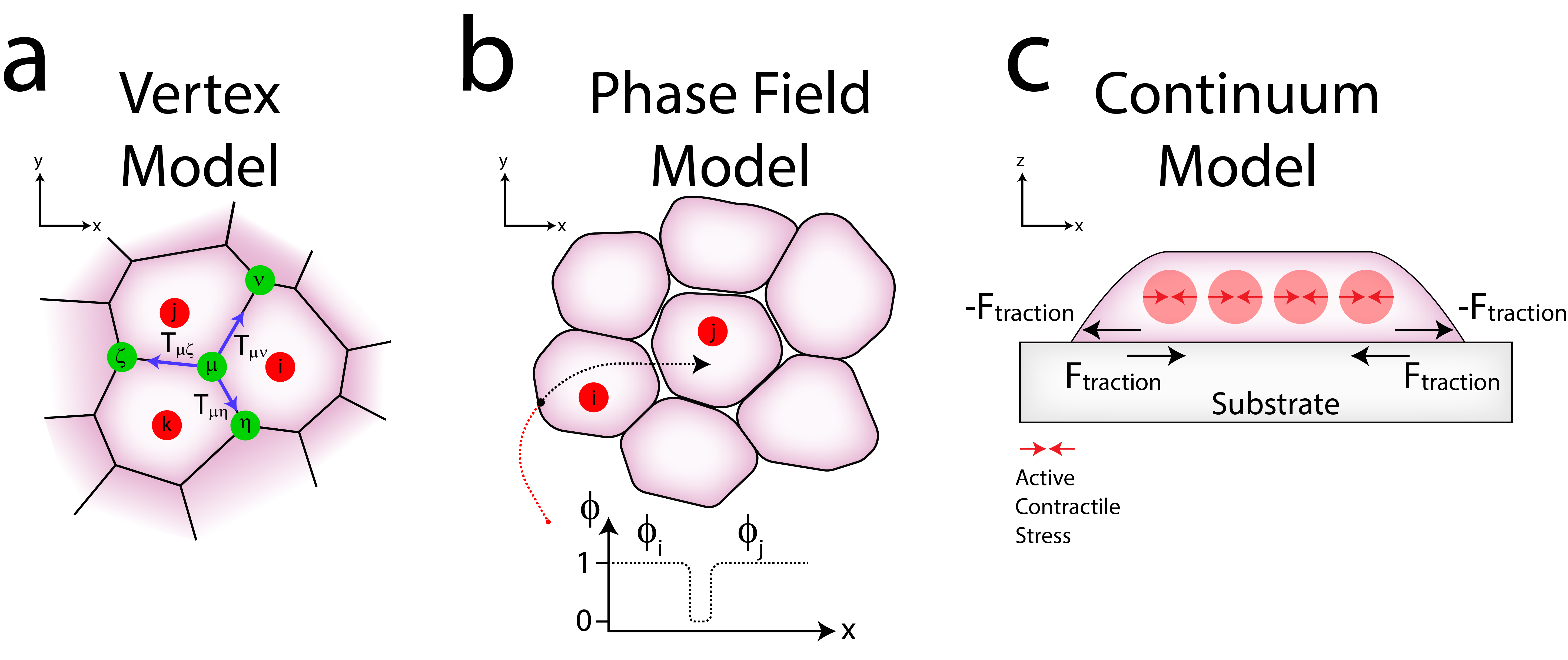 Image with three subimages, a is a sketch of vertex model, b is a sketch of the phase field model and c is a sketch of continuum model.