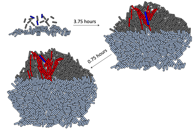 Figure of a colony of bacteria with red bacteria in lysogenic phase and blue bacteria in lytic phase.