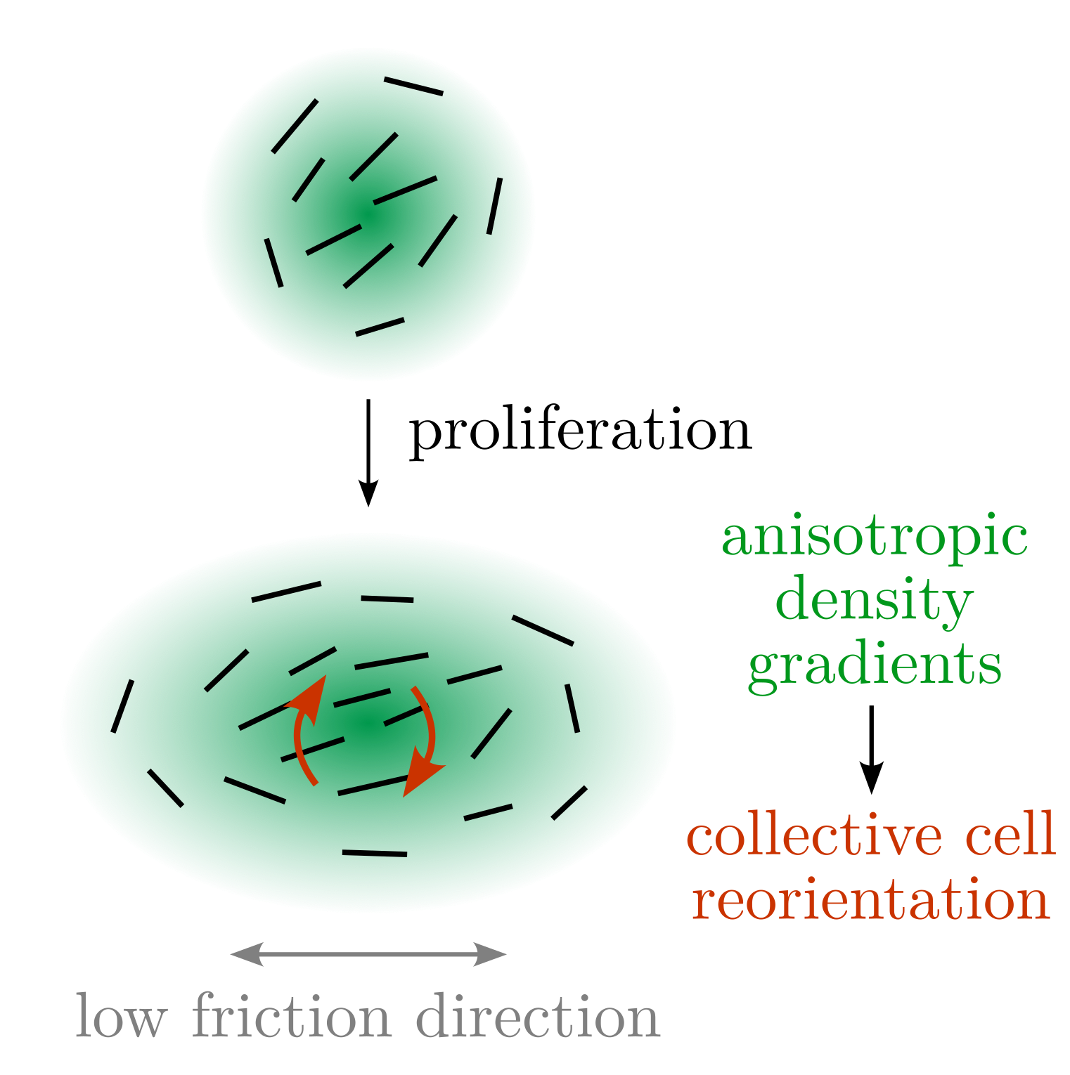 Cartoon of alignment mechanism. A spherically symmetric gaussian patch of cells becomes an elongated ellipse due to anisotropic diffusion caused by anisotropic friction.